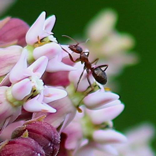 Red Field Ant
Formica pallidefulva or incerta
(On Milkweed flower)